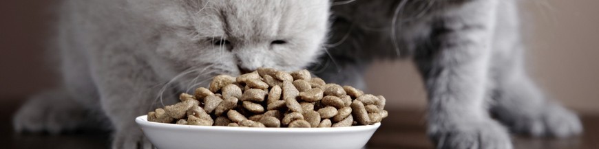 Alimenti per Gatti