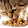 Alimenti per Gatti