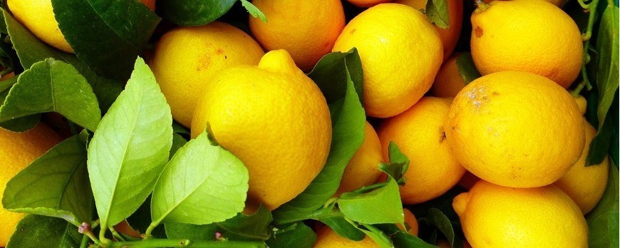 Pianta di limone